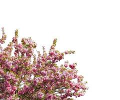 abstrakt ljusrosa blomma och lilla gröna blad blommande gren överlägg av körsbärsblommor träd på vitt. foto