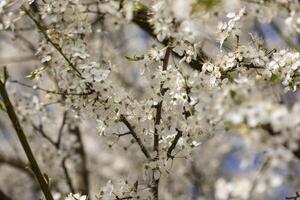 stänga upp av vit blommor på en träd foto