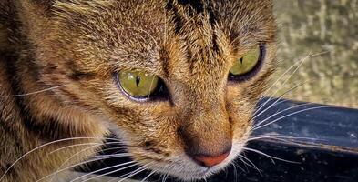 skön söt övergiven gata katt med fluffig päls, en herrelös katt i de gata foto