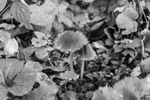 fotografi till tema stor skön giftig svamp i skog på löv bakgrund foto