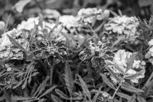 bra vild växande blomma ringblomma calendula på bakgrund äng foto