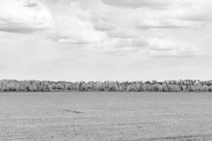 skön horisont landskap i by äng på Färg naturlig bakgrund foto