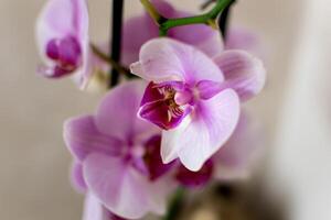 rosa orkide blomma inomhus, phalaenopsis foto