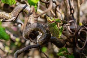 vriden Hassel träd i vår med vågig grenar och växande lövverk, corylus avellana contorta foto