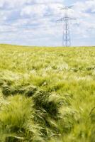 skön grön korn fält i midsommar med massor av solsken och blå himmel, hordeum foto