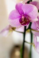 rosa orkide blomma inomhus, phalaenopsis foto