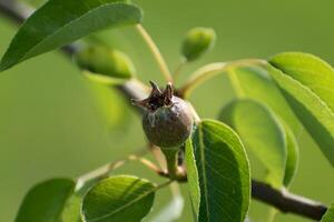 små äggstockar av päron frukt på en ung william päron träd i fruktträdgård, blommor har bara vände sig in i frukt, pyrus communis foto