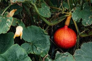 röd kuri squash eller lök squash i ett ekologisk trädgård, Cucurbita maxima foto