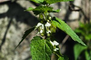 vit nässla har sammandragande, antioxidant, tonic, slemlösande och hemostatisk egenskaper, lamium album foto