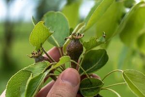 små äggstockar av päron frukt på en ung william päron träd i fruktträdgård, blommor har bara vände sig in i frukt, pyrus communis foto