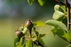 små äggstockar av päron frukt på en ung william päron träd i fruktträdgård, blommor har bara vände sig in i frukt, pyrus communis foto