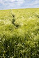 skön grön korn fält i midsommar med massor av solsken och blå himmel, hordeum foto