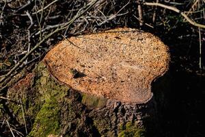 skära träd stammar, död- gran till producera biomassa, avskogning scen i lantlig landskap foto