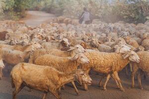 besättning av får på öken- i ninh thuan provins, vietnam foto