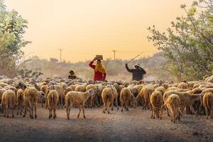 en lokal- kvinna och en stor får flock återvändande till de ladugård i de solnedgång, efter en dag av matning i de bergen i ninh thuan provins, vietnam. foto