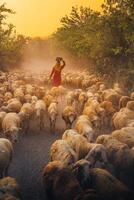 en lokal- kvinna och en stor får flock återvändande till de ladugård i de solnedgång, efter en dag av matning i de bergen i ninh thuan provins, vietnam. foto