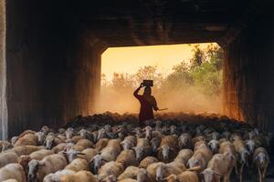 en lokal- kvinna och en stor får flock återvändande till de ladugård i de solnedgång, efter en dag av matning i de bergen i ninh thuan provins, vietnam. foto