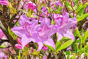 tre ljus rosa azalea blommor vår till liv i de tidigt vår Sol foto