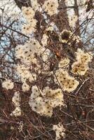 mogna jungfrus lövsal växt bakgrundsbelyst förbi de sent eftermiddag falla Sol foto