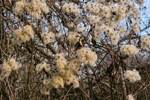 mogna jungfrus lövsal blomma huvuden i sent falla foto