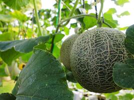 färsk meloner eller grön meloner eller cantaloupmelon meloner växter växande i växthus stöds förbi sträng melon nät. foto