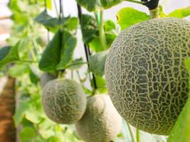 färsk meloner eller grön meloner eller cantaloupmelon meloner växter växande i växthus stöds förbi sträng melon nät. foto