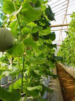 färsk meloner eller grön meloner eller cantaloupmelon meloner växter växande i växthus stöds förbi sträng melon nät. foto