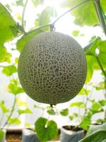 färsk meloner eller grön meloner eller cantaloupmelon meloner växter växande i växthus stöds förbi sträng melon nät. foto