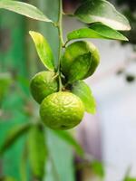 grön lime på en träd. kalk är en hybrid citrus- frukt, som är vanligtvis runda, handla om 3-6 centimeter i diameter och som innehåller sura juice vesiklar. lime är excellent källa av vitamin c. foto
