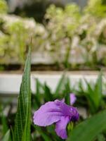 buske växt med ljus lila gyllene blommor foto