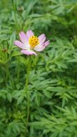 vacker, färgglad blomma bakgrund bilder, natur bakgrund foto