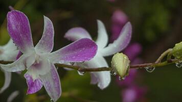 orkide blommor, natur bakgrund, atmosfär efter regn foto