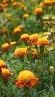 skön ringblomma blommor med natur bakgrund foto