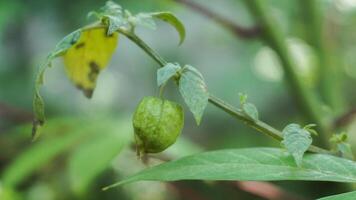 detta växt är en vild växt vanligen kallad cecenet eller ceplukan som är effektiv som en traditionell medicin foto