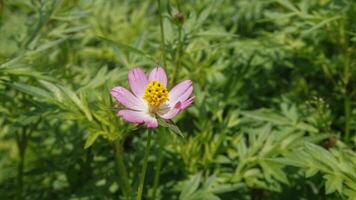 vacker, färgglad blomma bakgrund bilder, natur bakgrund foto