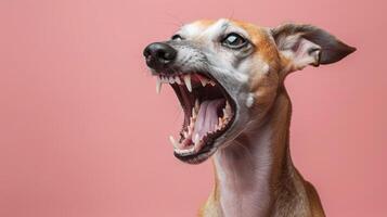 whippet, arg hund blottande dess tänder, studio belysning pastell bakgrund foto