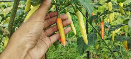 en man plockning chilipeppar i en ris fält, chilipeppar med de vetenskaplig namn spansk peppar annuum är ett av de huvud Ingredienser i varje dag matlagning. foto