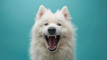 samojed, arg hund blottande dess tänder, studio belysning pastell bakgrund foto