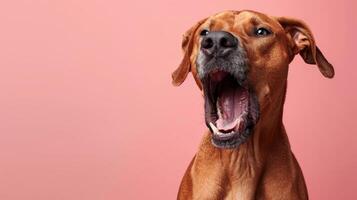 rhodesian ridgeback, arg hund blottande dess tänder, studio belysning pastell bakgrund foto