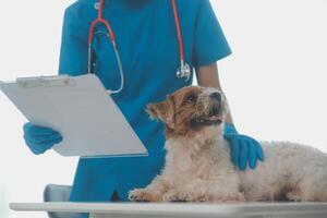 närbild skott av veterinär händer kontroll hund förbi stetoskop i veterinär klinik foto