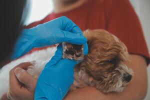 närbild skott av veterinär händer kontroll hund förbi stetoskop i veterinär klinik foto