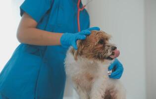 närbild skott av veterinär händer kontroll hund förbi stetoskop i veterinär klinik foto