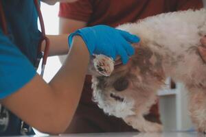 närbild skott av veterinär händer kontroll hund förbi stetoskop i veterinär klinik foto