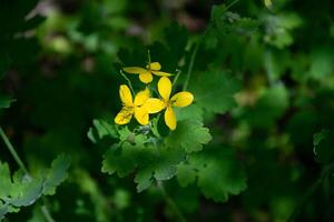 gul celandine blomma på en mörk grön bakgrund med bokeh effekt. foto