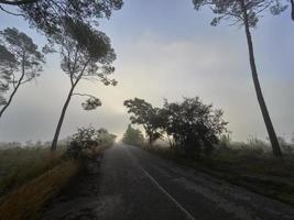 dimma i skogen, bellus, spanien foto