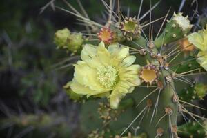 gul blommande taggig päron kaktus i blomma foto