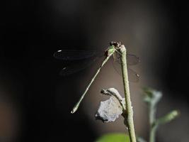 damselfly i några buskar, nära almansa, spanien foto