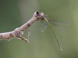 damselfly i några buskar, nära almansa, spanien foto