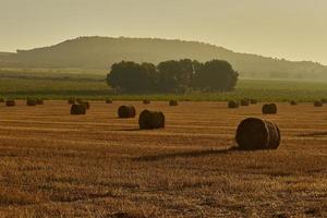 halmbalar i ett spannmålsfält tidigt på morgonen, almansa, spanien foto