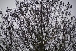 detalj av bar grenar i vinter- 7 foto